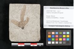 Foto (Objekt + Etikett) von Carpinus macroptera Brongniart (NHMW-GEO-2024-0188-11432)